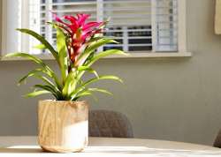 Bromeliad