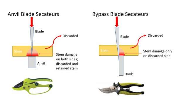 Bypass vs Anvil Secateurs