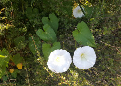 Convolvulus