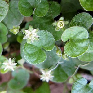 Dichondra