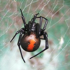 Australian redback spider female